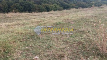 teren-de-vanzare-1153-mp-alba-micesti-partea-stanga